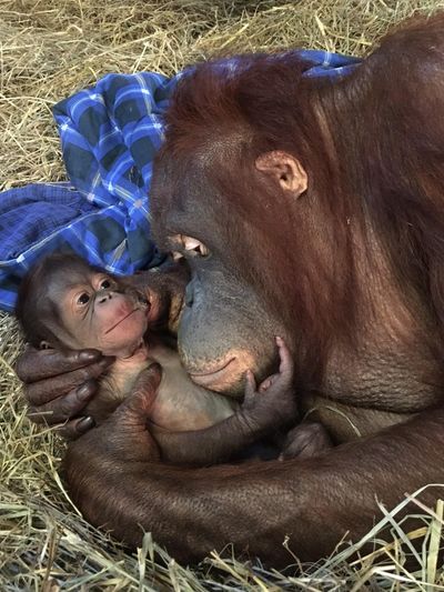 A new male orangutan was born Sept. 12 at Smithsonian’s National Zoo. Here he is shown with his mom, Batang. (Courtesy / Smithsonian’s National Zoo)