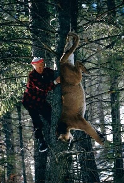 Wilbur Wiles lowers a sedated male cougar from a fir tree during a study of cougars in the Big Creek drainage in what was then the Idaho Primitive Area.  (Courtesy of Maurice Hornocker)