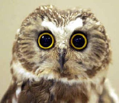 Learn all about owls today at a presentation by Beth Paragamian at 7 p.m. at the Environmental Education Center six miles west of Bonners Ferry.
 (File/ / The Spokesman-Review)