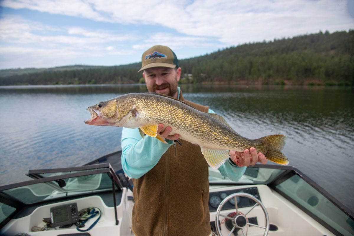 Sokesman-Review Outdoors editor Michael Wright holds up a walleye on June 4 on Long Lake near Spokane. (Courtesy of Josh Mills)