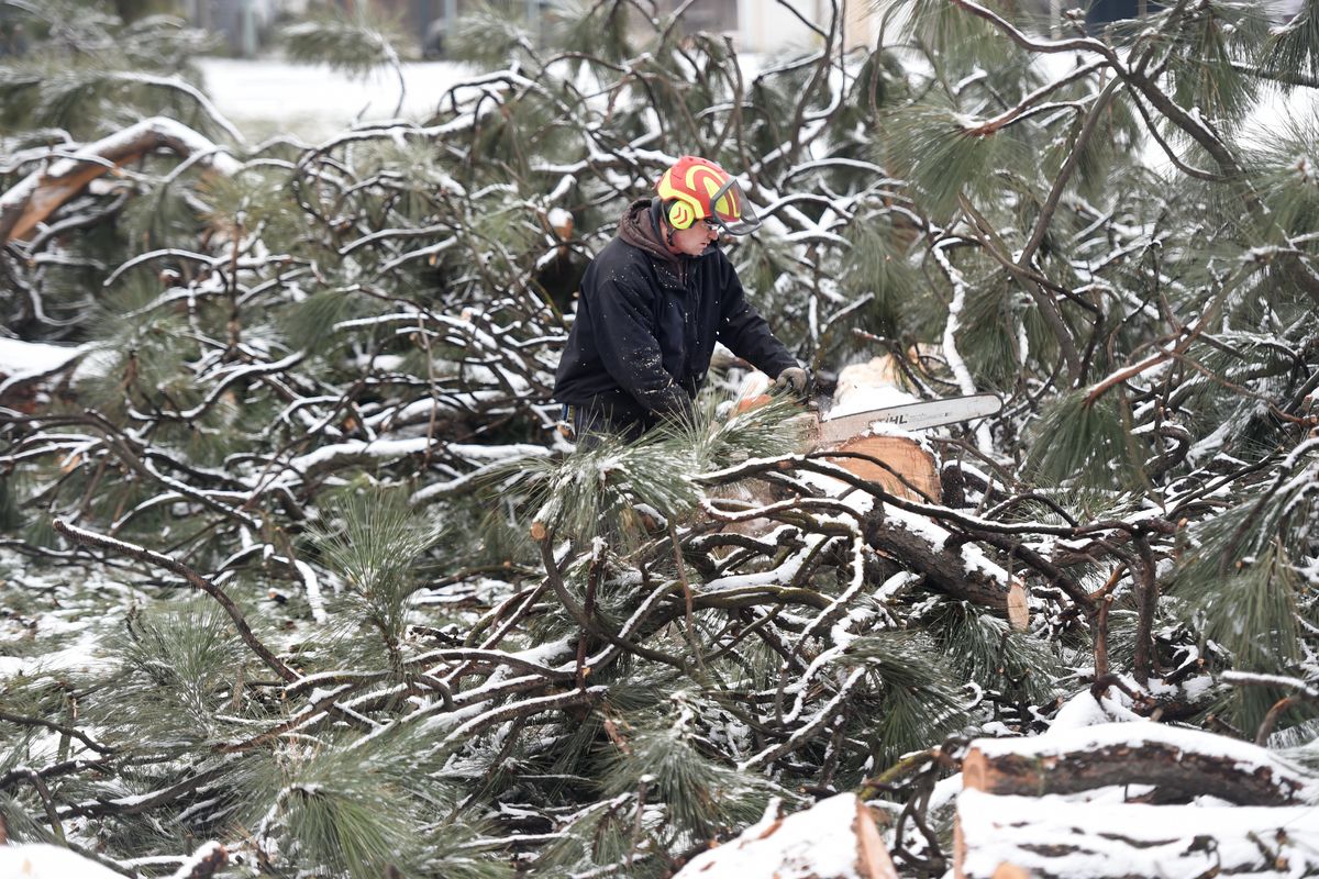 Tree climber Sean Price of Northwest Plant Health Care cuts the larger tree trunks to length so they can be sold as timber in Patrick Byrne Park in North Spokane, Wednesday, Dec. 2. 2015. Byrne Park was one of the hardest hit by the Nov. 17, windstorm. (Jesse Tinsley / The Spokesman-Review)