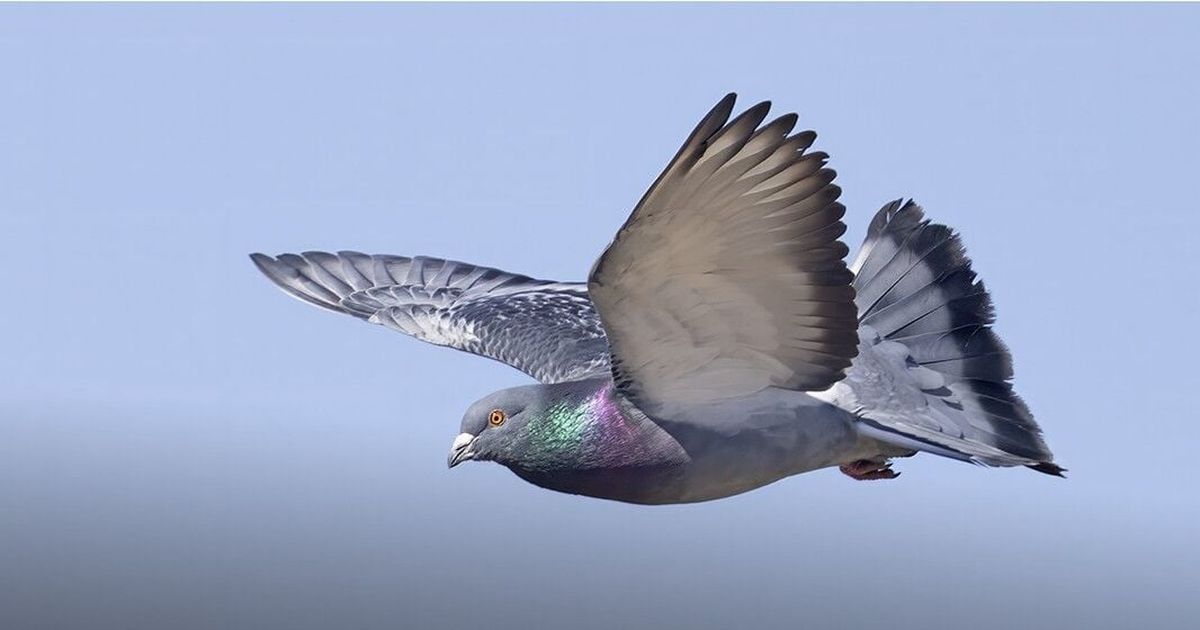 Cool Critters: The pigeon - a friend and war hero