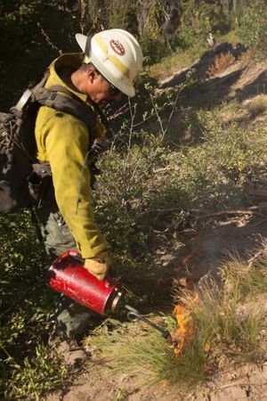 A firefighter uses a drip torch in a burnout operation on the Pioneer Fire (Inciweb)