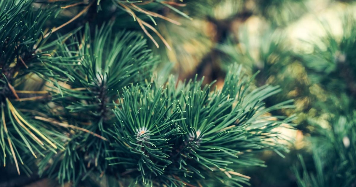 Sneezing too much to enjoy the holidays? A moldy Christmas tree might