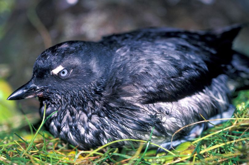 Cassin's auklet. (Courtesy)