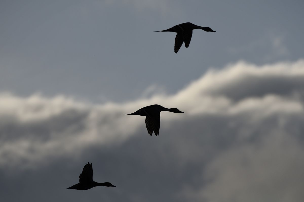 Northern pintails fly over the water Wednesday at Saltese Flats near Spokane Valley.  (COLIN TIERNAN/THE SPOKESMAN-REVIEW)