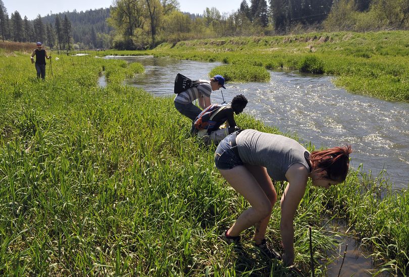 From the foreground, Amanda Parker, Aleu Aleu and Isaiah Mitchell poke cuttings of willow branches into the muddy banks of Hangman Creek in Valleyford on May 7. The students, from M.E.A.D., were helping the Lands Council stabilize the eroded banks of the creek. (Jesse Tinsley)