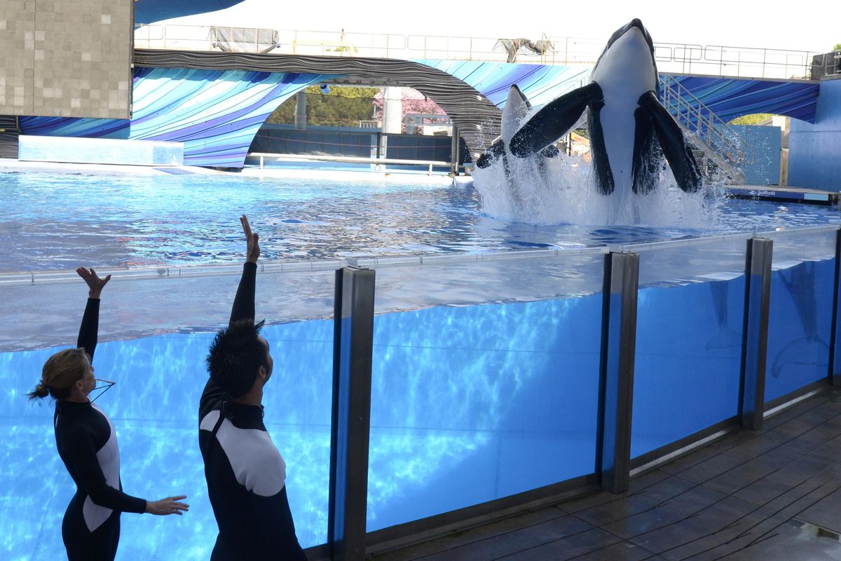 SeaWorld to stop breeding orcas, making them perform tricks | The ...