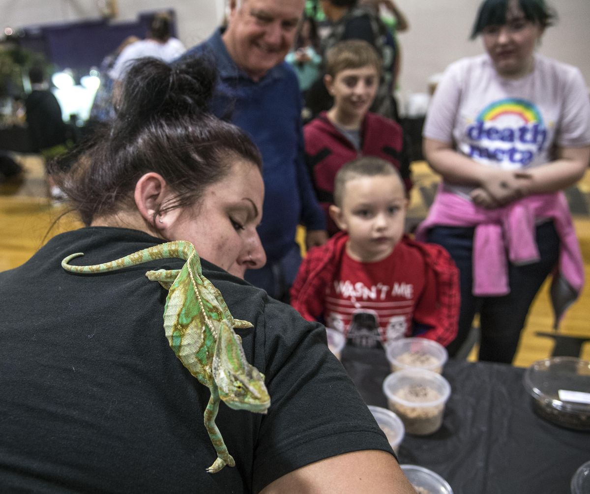 Amiee McLean shows off her new veiled chameleon to Dave McDaniel and his grandchildren, Elijah, center front, Robbie and Hailey, right, Saturday, Sept. 17, 2016, at the Reptile and Exotic Pet Expo at The Warehouse in Spokane. (Dan Pelle / The Spokesman-Review)