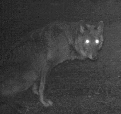 Remote camera photo of a black wolf that appears to be a female. Photo captured 5/4/2014 in the same area as OR7. (U.S. Fish and Wildlife Service)