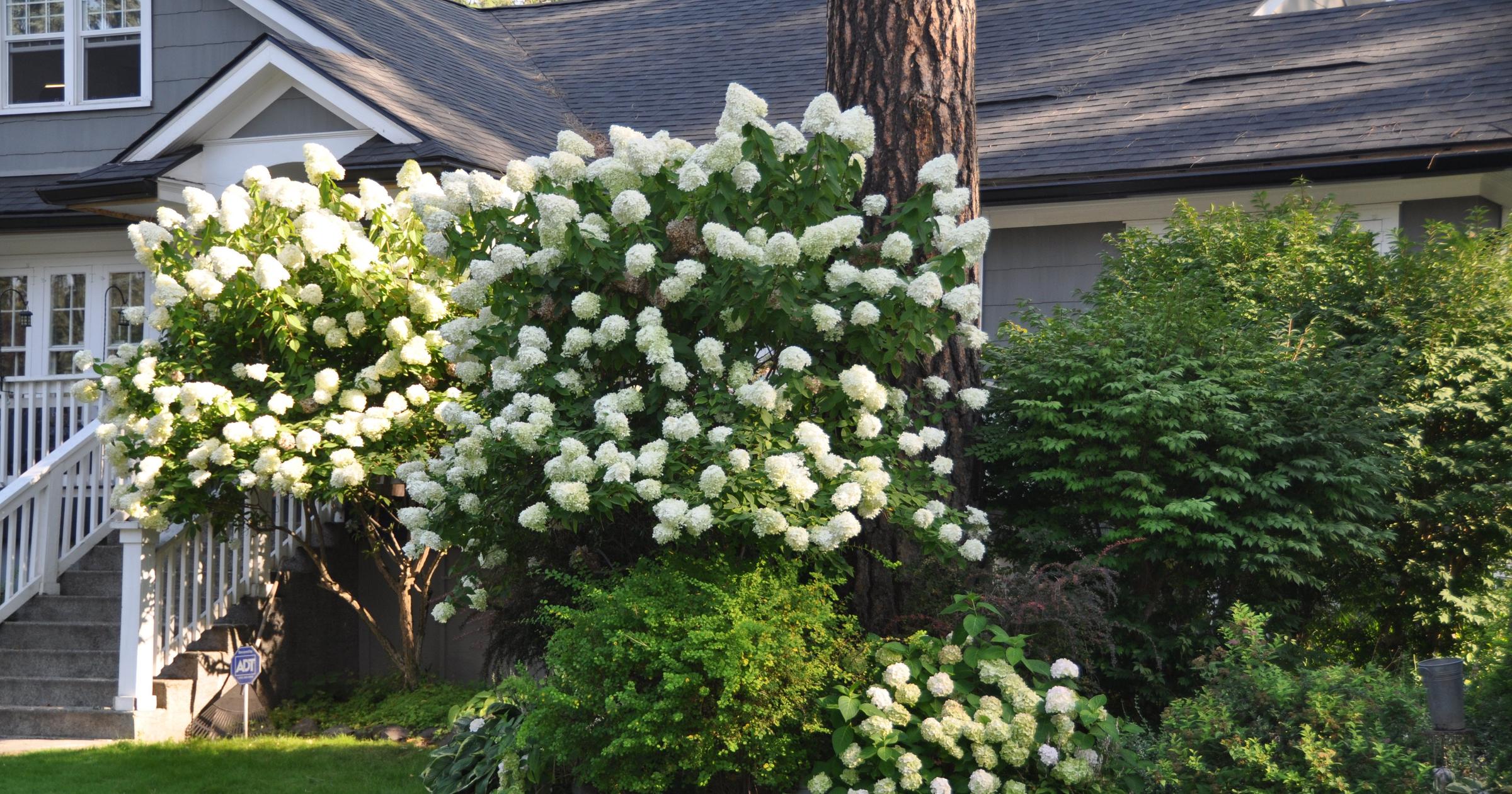 Gardening: Find the right type of hydrangea for your yard