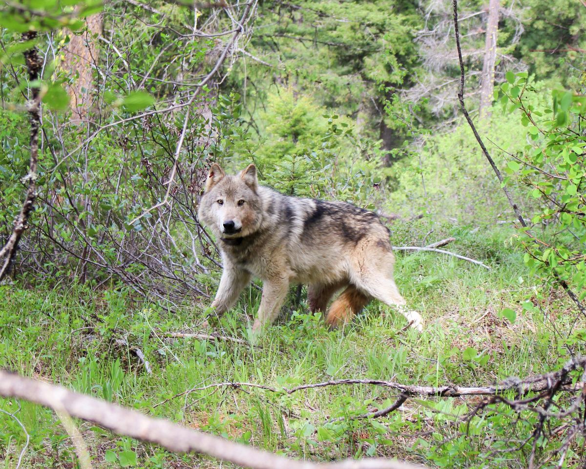 A member of the Teanaway wolf pack is pictured here on May 12, 2019. (The Washington Department of Fis / COURTESY)