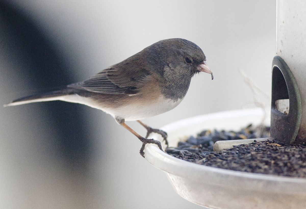 A female junco bird eats nyjer seed in Omaha, Neb. Birdseed prices have been fluctuating for months, and the cost of a premium seed imported from India is at an unprecedented high. Associated Press photos (Associated Press photos / The Spokesman-Review)
