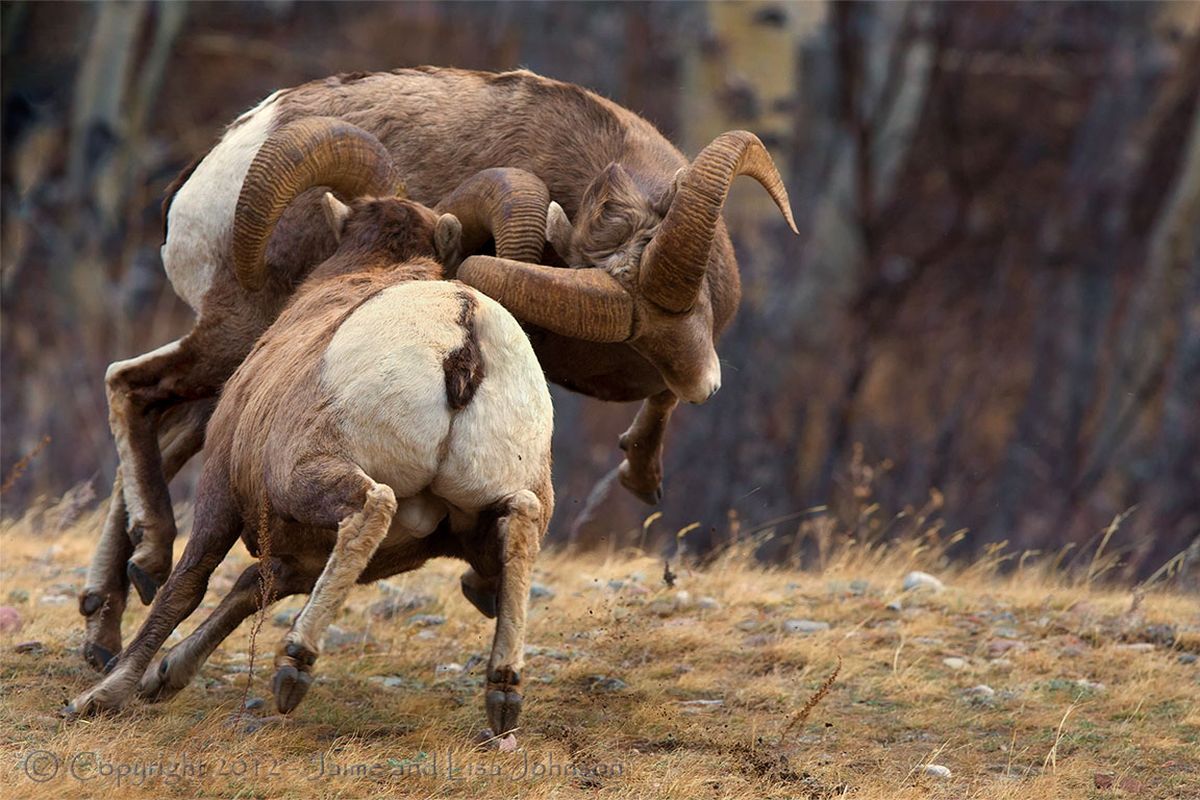 Two Montana bighorn rams battle for breeding superiority during the December mating season. ©Jaime Johnson (Jaime Johnson)