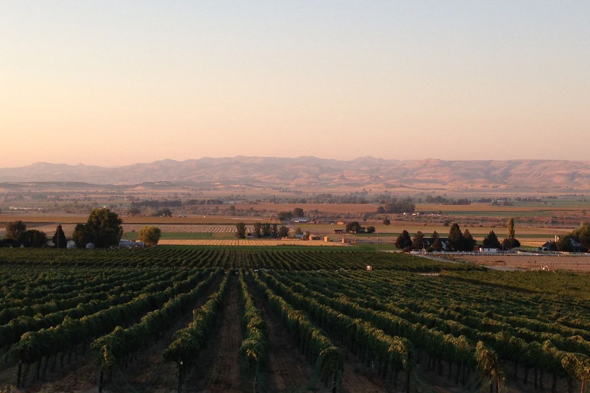 The sun rises over Williamson Vineyard near Caldwell, Idaho, as the Owyhee Mountains rise in the distance, beyond the Snake River.