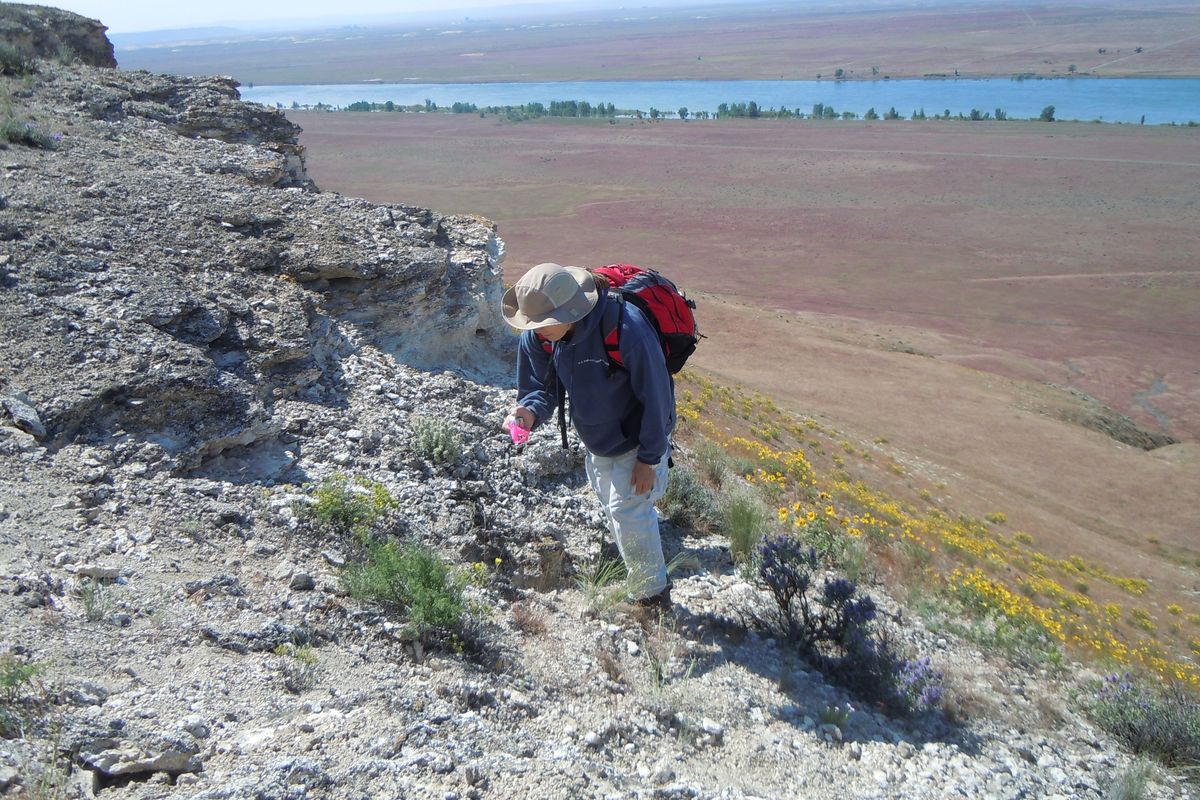 White Bluffs bladderpod, are found primarily on federal lands, occupying cliffs overlooking the Hanford Reach of the Columbia River. The species was recommended for Endangered Species Act protections in May 2012. (U.S. Fish and Wildlife Service)