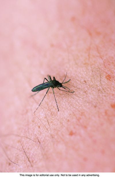 Homeowners don't need to use harsh chemicals to get rid of insects. (Metrocreative)