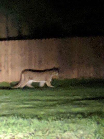 A photo of the cougar that attacked a child in Leavenworth, Wash. Saturday. (Courtesy)