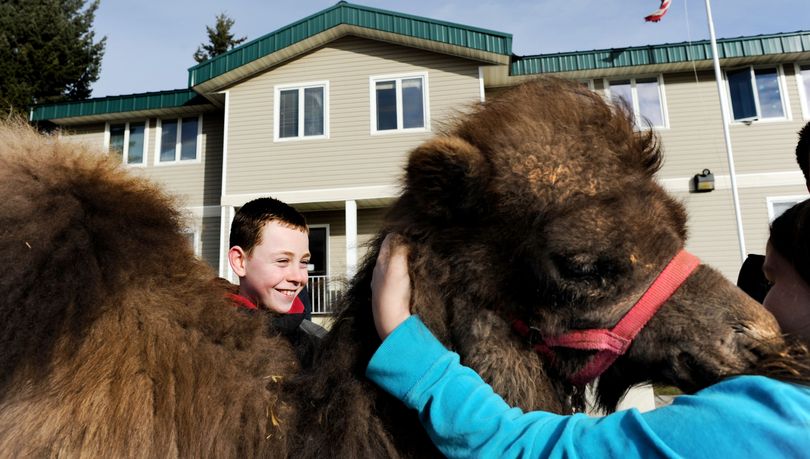 Nine-year-old Kody Vaughn, of Liberty Lake visited Camille, a six-month-old Bactrian camel at the Post Falls Professional Center on Friday, February 18, 2011. 