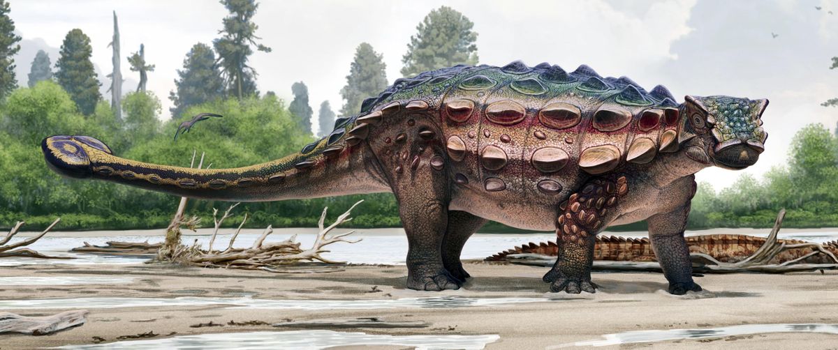 This artist rendering from the Natural History Museum of Utah shows an ankylosaur, a squat plant-eater that was covered in bony armor from its spiky head to its clubbed tail, that has been unveiled at the museum in Salt Lake City. The ankylosaur, Latin name Akainacephalus johnsoni, roamed southern Utah on four legs about 76 million years ago, during the late Cretaceous Period. (Natural History Museum of Utah / Natural History Museum of Utah)