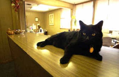 
Lucky the cat hangs out on the counter in the office of the Millwood Town Hall. A glass partition has been ordered and will be installed at the counter for increased of security.
 (Liz Kishimoto / The Spokesman-Review)