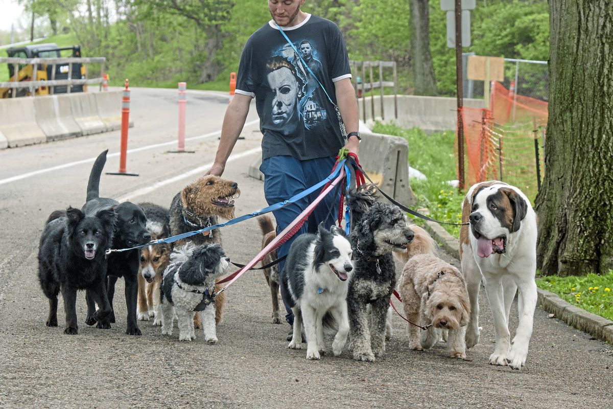 Rick Brake of Pittsburgh Paw Adventure, a dog-walking and pet-sitting business, walks dogs around Highland Park on May 4 in Pittsburgh.  (Nate Guidry/Pittsburgh Post-Gazette/AP)