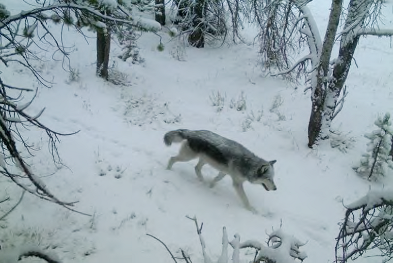 idaho gray wolf