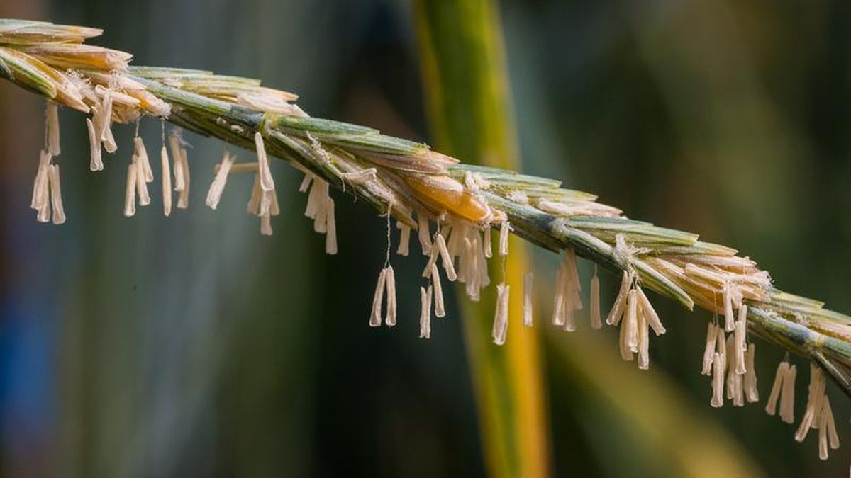 One drawback to Kernza is its small seeds, which are one-quarter the size of a conventional wheat berry. (Scott Seirer / The Land Institute)