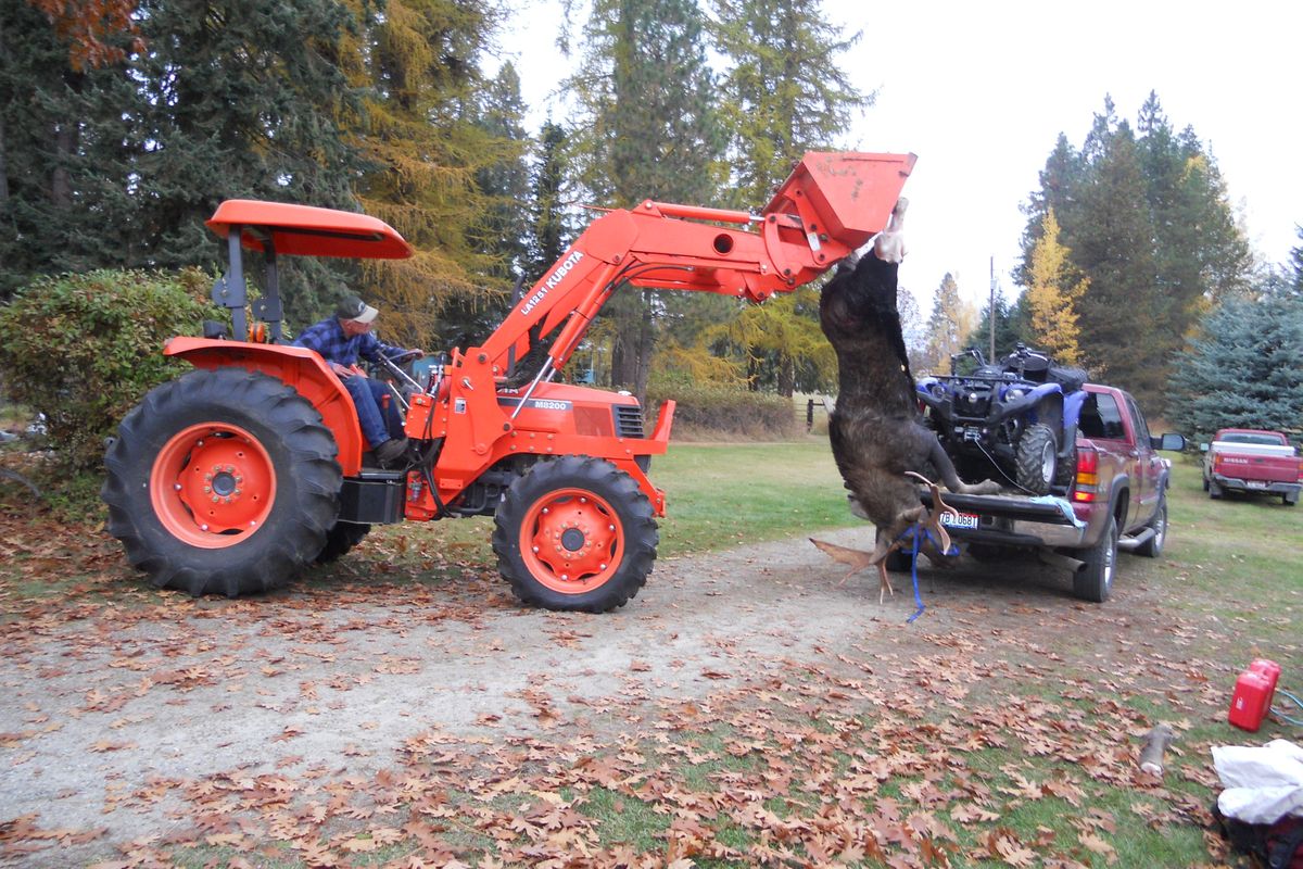 Don Gunter of Post Falls uses  a tractor to handle the moose he bagged in Nov. 2011. (Courtesy photo)