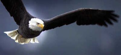 
A bald eagle hunts for kokanee at Wolf Lodge Bay.
 (File / The Spokesman-Review)