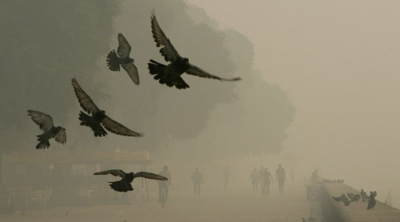 Wild birds may reduce their activity in smoky conditions, but they still must carry on to survive. (Associated Press)