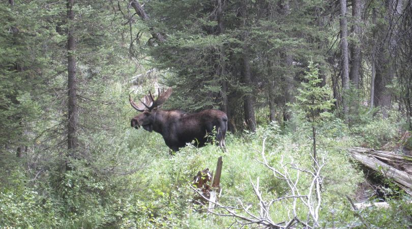 Moose population gaining in Oregon | The Spokesman-Review