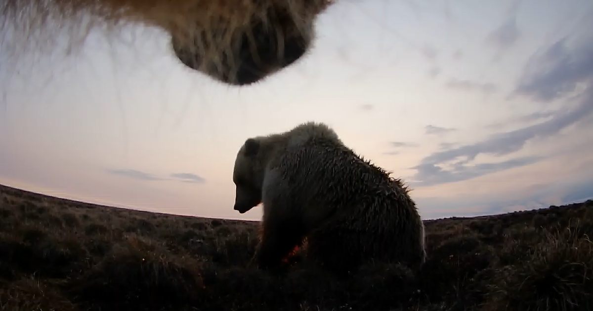 Eye of the grizzly: Collar cameras let Washington State University scientists see the Arctic from a bear's point of view