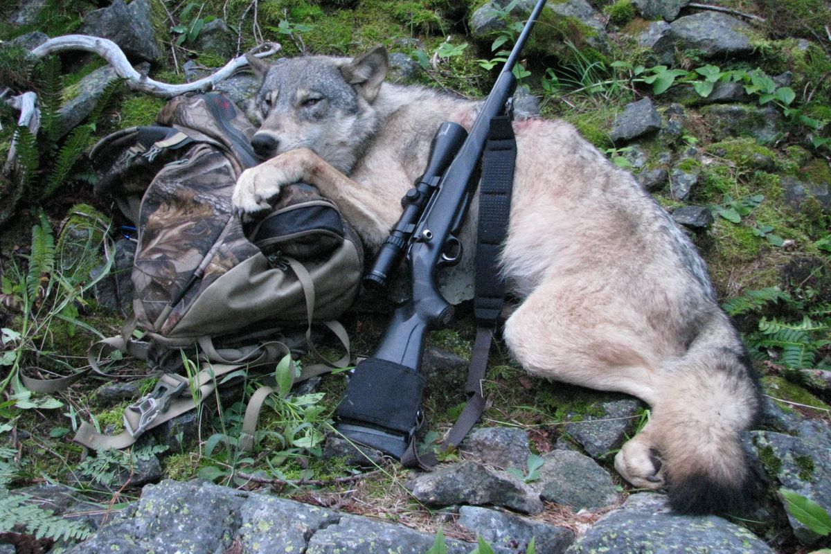 ORG XMIT: NY125 This picture provided by Robert Millage shows his rifle with the first reported wolf killed in Idaho on Tuesday, Sept. 1, 2009 - the opening day of the state