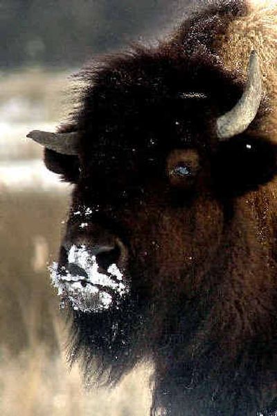 
The National Bison Range in Moiese, Mont., — established to protect the American buffalo — will be the second federal refuge in which management will be turned over to Native Americans under a 1994 law.
 (File/Associated Press / The Spokesman-Review)
