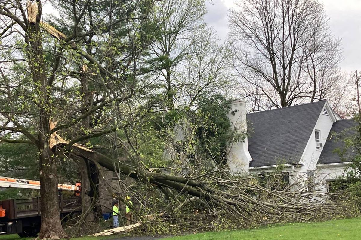 A tree is partially down on Tates Creek Road in Lexington, Ky., after severe weather swept through central Kentucky on Tuesday.  (Beth Musgrave/Lexington Herald-Leader/TNS)