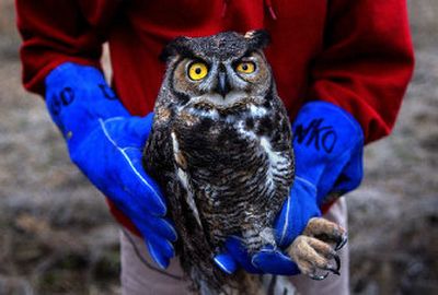 
Conant, a great horned owl, perches with its caretaker from the WSU Veterinary Teaching Hospital along Electric Avenue in Airway Heights. The owl was found with a broken right wing and put into the care of WSU about three months ago. 
 (Brian Plonka / The Spokesman-Review)