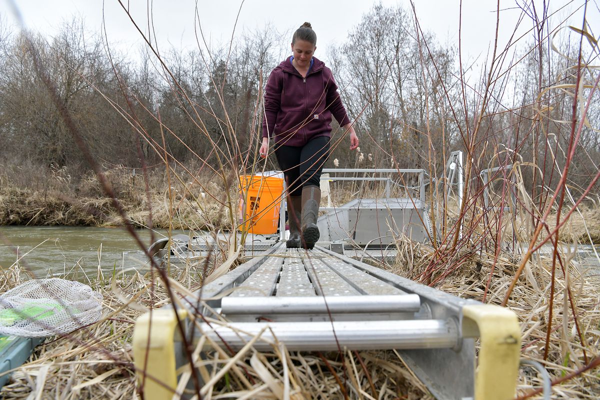 Casey Flanagan, right, a water and fish project manager checks a screw trap on Wednesday, March 24, 2021, on Tshimakain Creek near Wellpinit, Wash.  (Tyler Tjomsland/The Spokesman-Review)