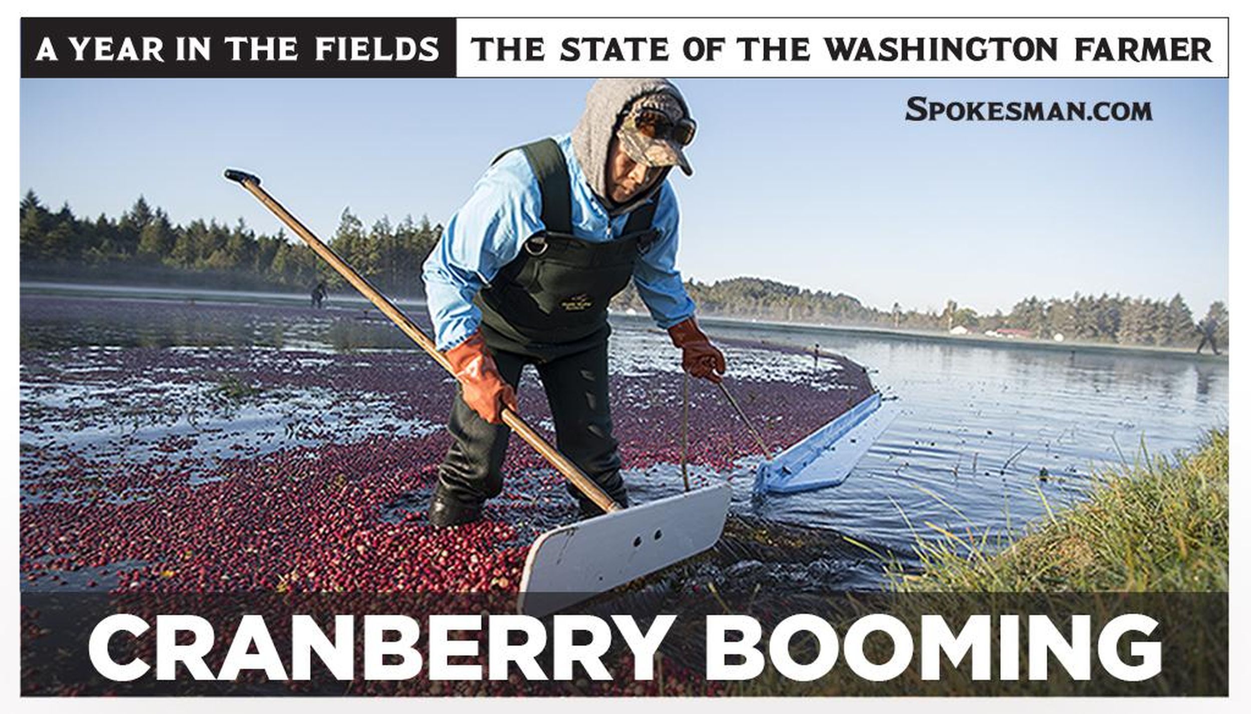 After a colorful harvest, Washington cranberries go to juice, sauce