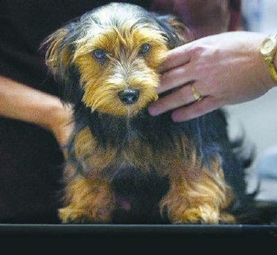 
The time is right to have your pet checked for flea and ticks.
 (File/ / The Spokesman-Review)