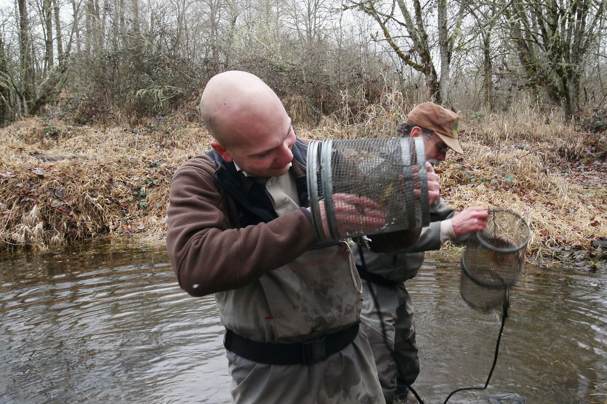 Brian Bangs, front, and Paul Scheerer, with the Oregon Department of Fish and Wildlife, check traps for chub and other species in this backwater of the McKenzie River in 2014 in Springfield, Ore. (Associated Press)