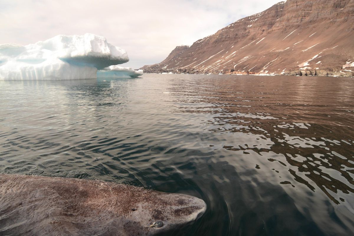 This undated photo made available by Julius Nielsen on Aug. 11, 2016, shows a Greenland shark in the icy waters of Disko Bay, western Greenland. In a report released Thursday, Aug. 11, 2016, scientists calculate this species of shark is Earth’s oldest living animal with a backbone. They estimate that one of those they examined was born roughly 400 years ago, about the time of the Pilgrims in the U.S., and kept on swimming until it died only a couple years ago. (Julius Nielsen / Associated Press)