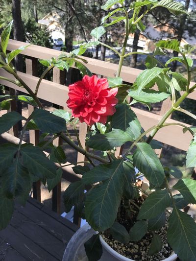 The first dahlia ever to bloom in Stefanie Pettit’s garden had been placed in a deer-free zone, of course. (Stefanie Pettit / The Spokesman-Review)
