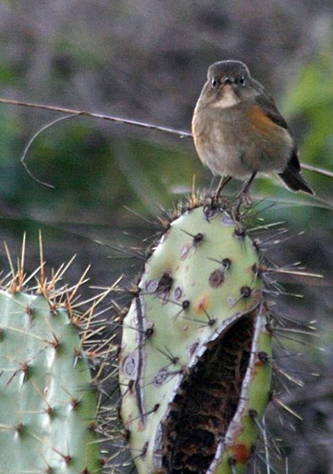 Red-flanked Bluetail - eBird