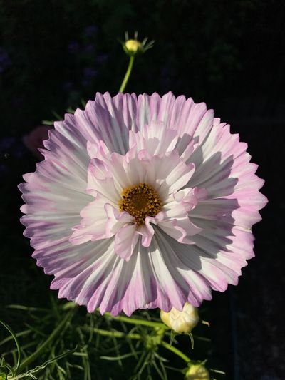 The stunning blossoms of Cupcakes cosmos were a high point of Susan Mulvihill’s flower garden last year. (Susan Mulvihill / The Spokesman-Review)
