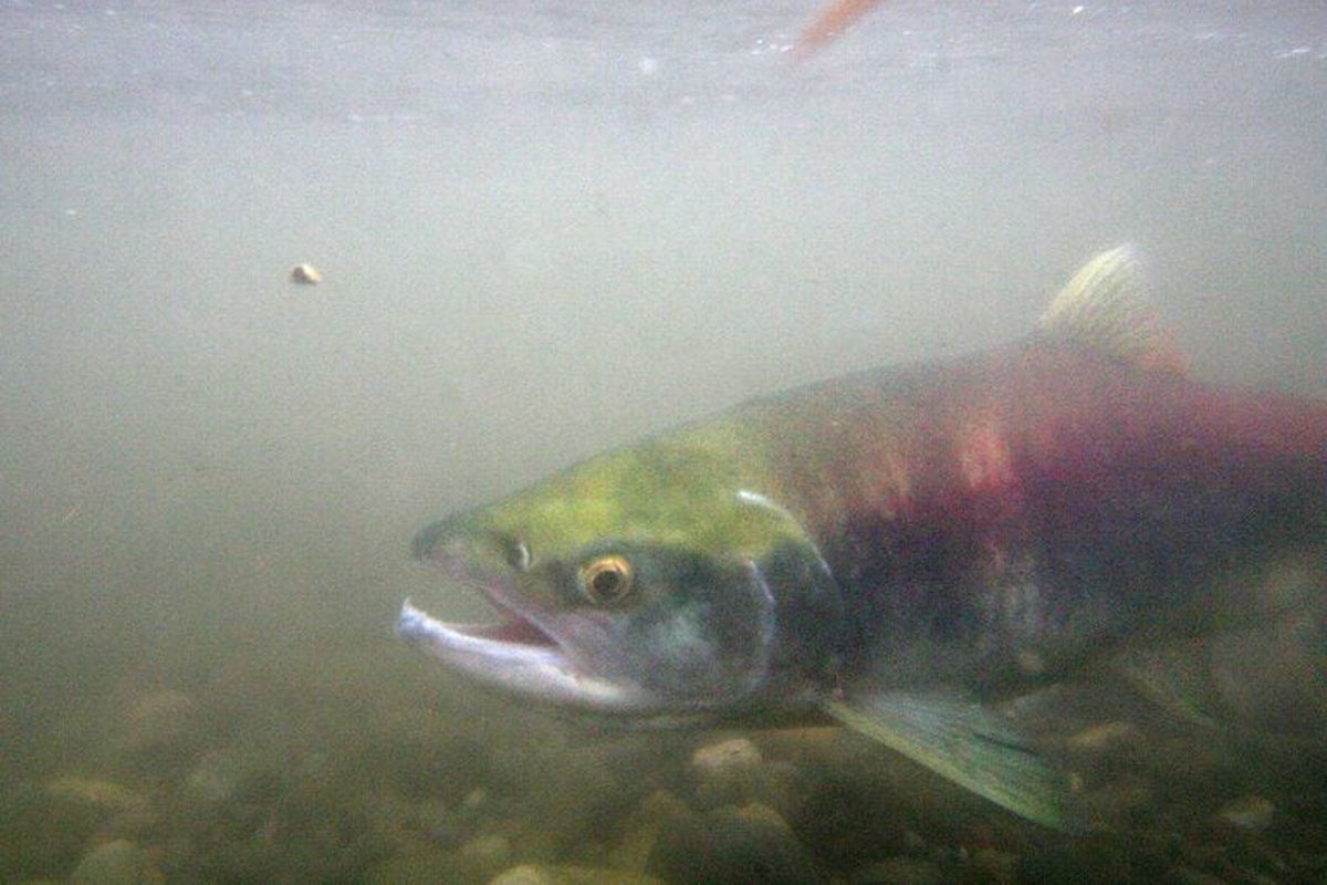 A returning sockeye salmon makes its way up the Cedar River in 2006.  (Seattle Times)