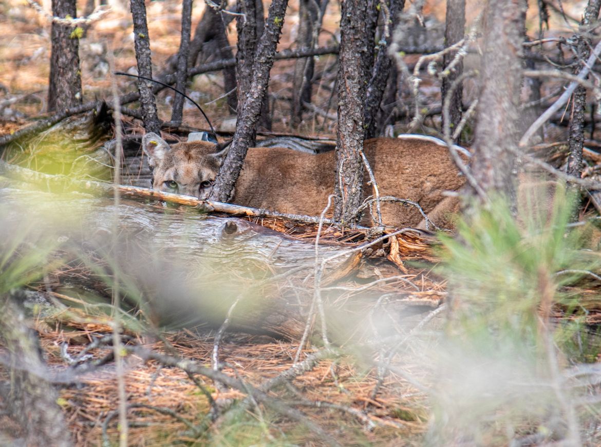 Commission OKs new cougar hunting rules | The Spokesman-Review