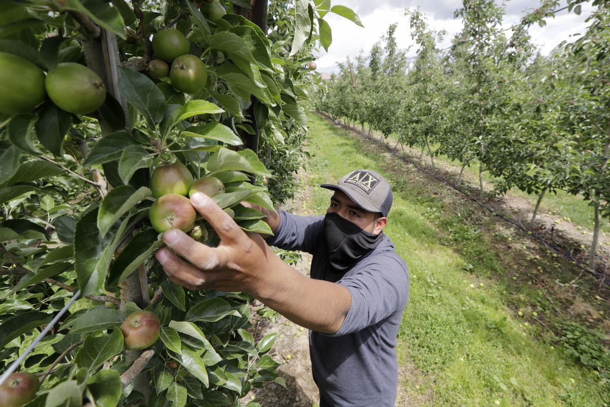 Orchard worker Francisco Hernandez reaches to pull honey crisp apples off a tree June 16 during a thinning of the trees at an orchard in Yakima, Wash.  (Elaine Thompson)