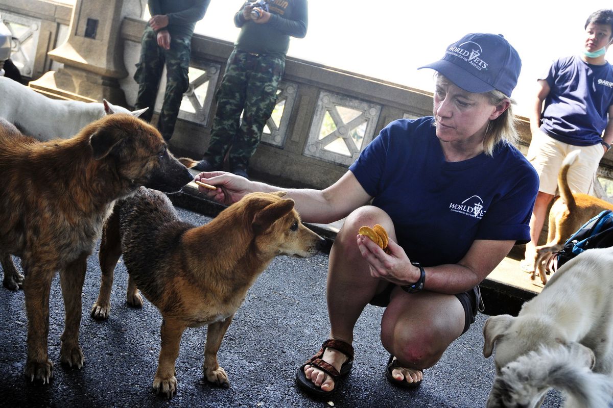 Dr. Teri Weronko of World Vets feeds some of the nearly 200 dogs stranded on a bridge in Thailand last month.