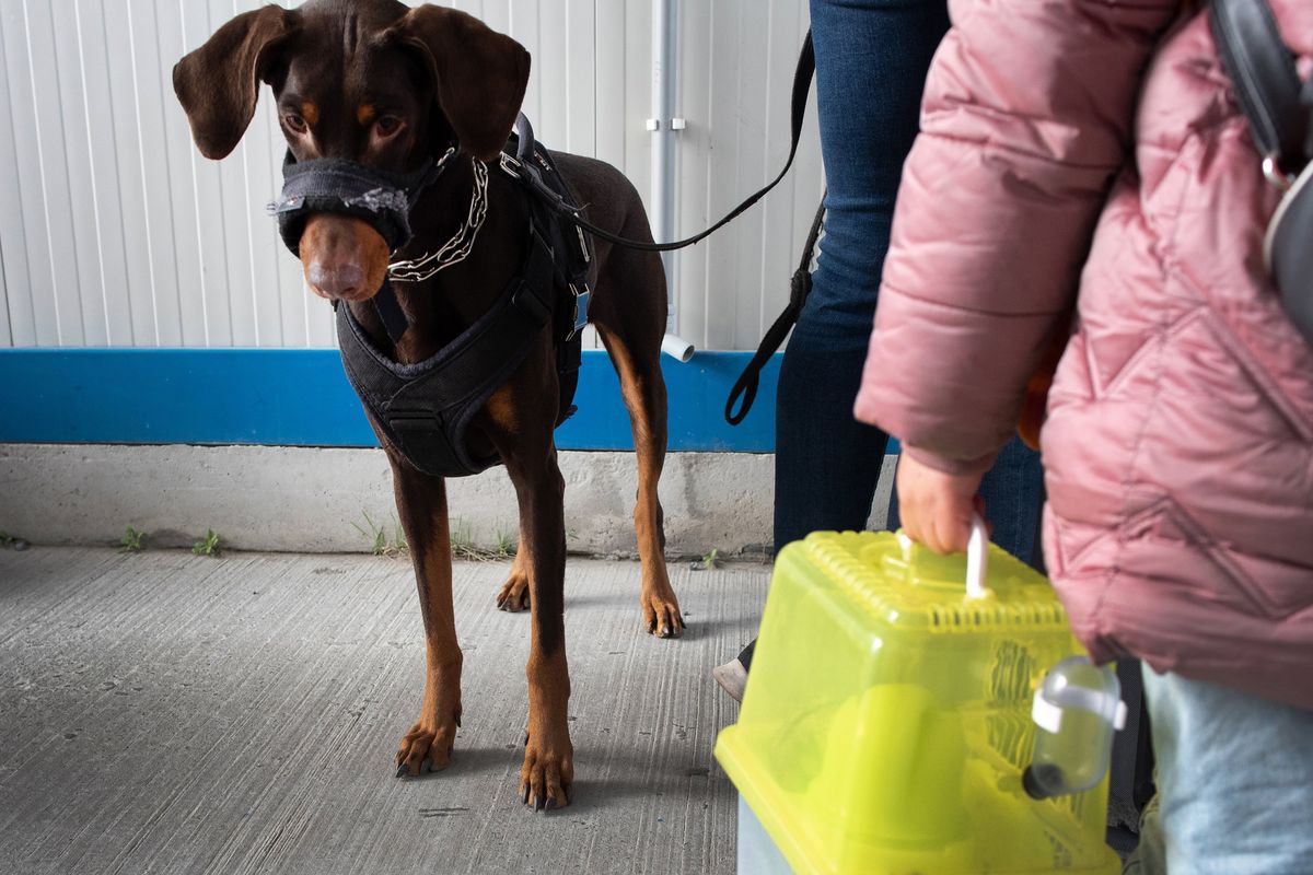 Greicy, a doberman, waits at the border crossing from Ukraine to Romania on April 7, 2022.  (Eli Francovich/The Spokesman-Review)